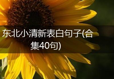 东北小清新表白句子(合集40句)