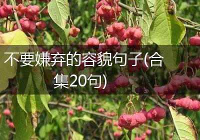 不要嫌弃的容貌句子(合集20句)