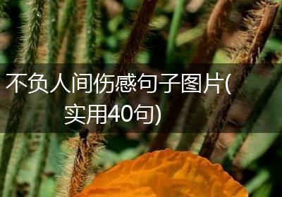 不负人间伤感句子图片(实用40句)