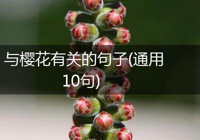 与樱花有关的句子(通用10句)