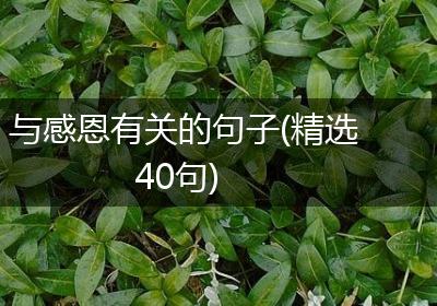 与感恩有关的句子(精选40句)