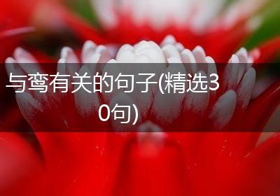 与鸾有关的句子(精选30句)