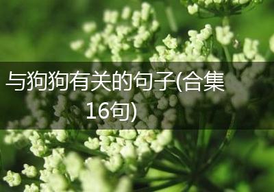 与狗狗有关的句子(合集16句)