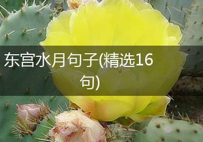东宫水月句子(精选16句)