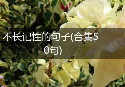 不长记性的句子(合集50句)