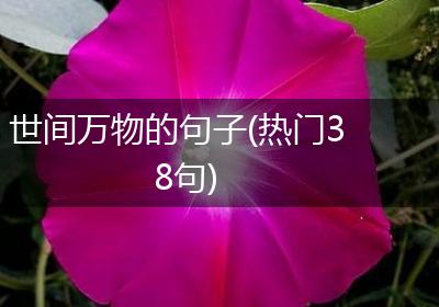 世间万物的句子(热门38句)