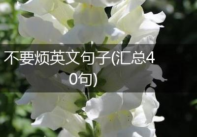 不要烦英文句子(汇总40句)