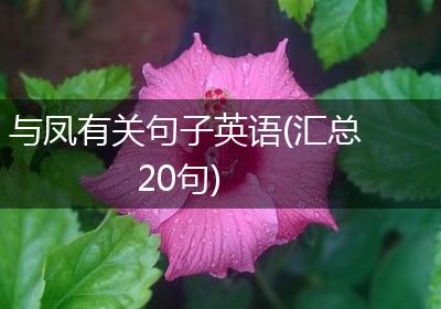 与凤有关句子英语(汇总20句)