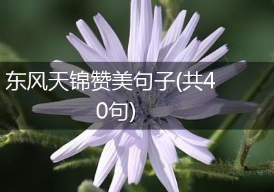 东风天锦赞美句子(共40句)