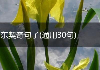 东契奇句子(通用30句)
