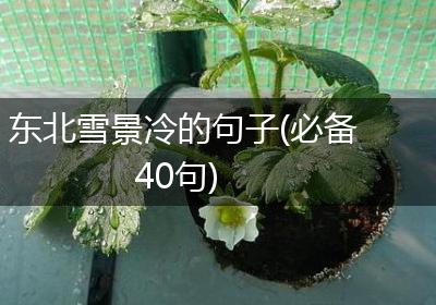 东北雪景冷的句子(必备40句)
