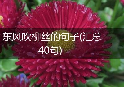 东风吹柳丝的句子(汇总40句)