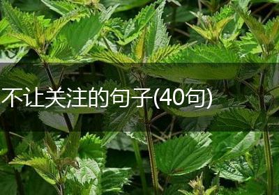 不让关注的句子(40句)