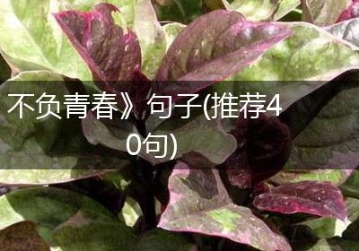 不负青春》句子(推荐40句)