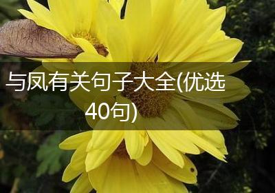 与凤有关句子大全(优选40句)