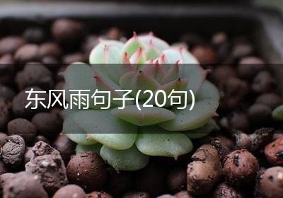 东风雨句子(20句)