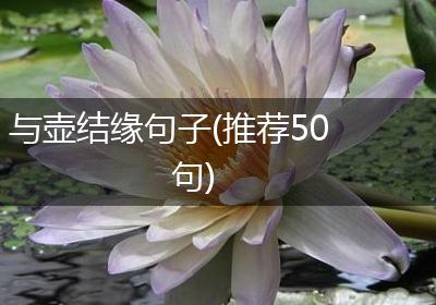 与壶结缘句子(推荐50句)
