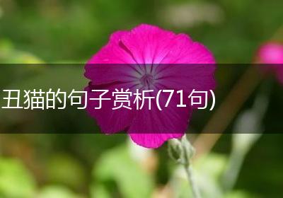 丑猫的句子赏析(71句)