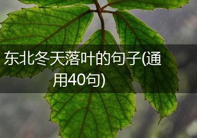 东北冬天落叶的句子(通用40句)