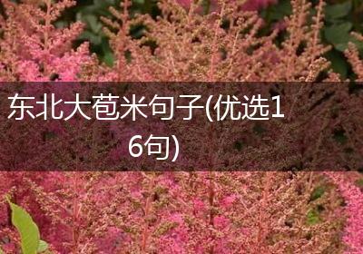 东北大苞米句子(优选16句)