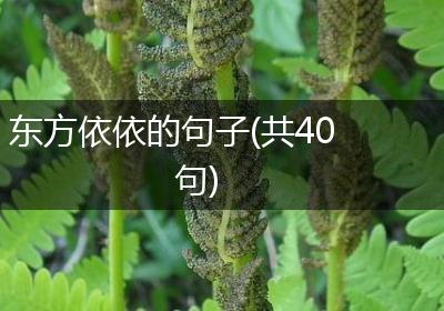 东方依依的句子(共40句)