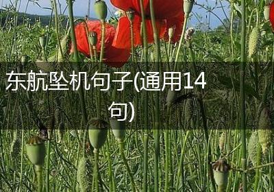 东航坠机句子(通用14句)