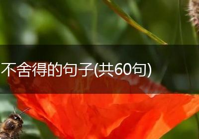 不舍得的句子(共60句)