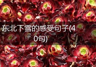 东北下雪的感受句子(40句)