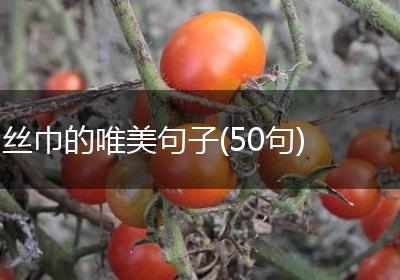 丝巾的唯美句子(50句)