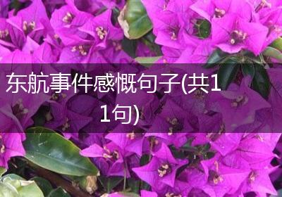 东航事件感慨句子(共11句)