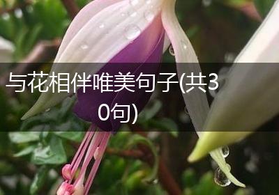 与花相伴唯美句子(共30句)