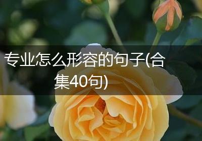 专业怎么形容的句子(合集40句)