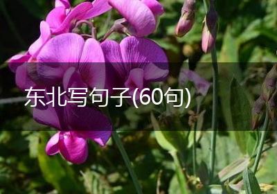 东北写句子(60句)