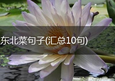 东北菜句子(汇总10句)