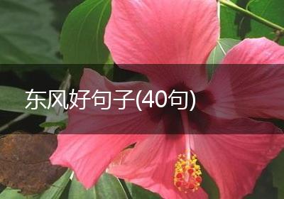 东风好句子(40句)