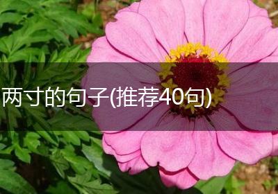 两寸的句子(推荐40句)