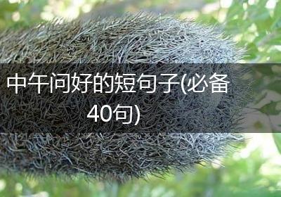 中午问好的短句子(必备40句)