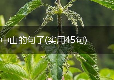 中山的句子(实用45句)
