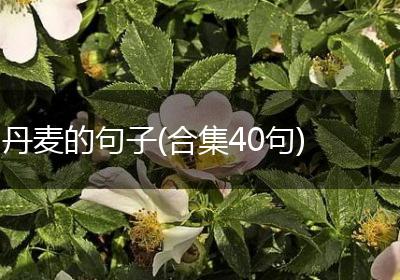 丹麦的句子(合集40句)