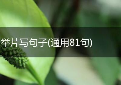 举片写句子(通用81句)