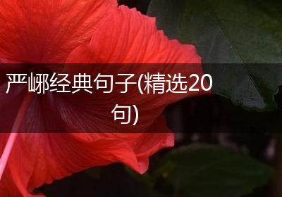 严峫经典句子(精选20句)