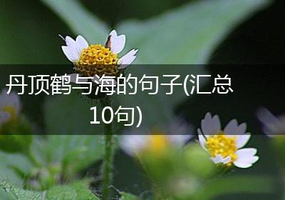丹顶鹤与海的句子(汇总10句)