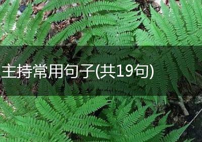 主持常用句子(共19句)