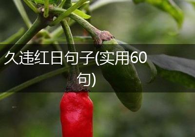 久违红日句子(实用60句)