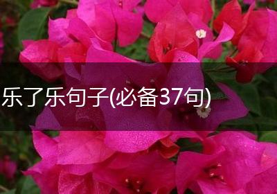 乐了乐句子(必备37句)
