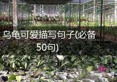 乌龟可爱描写句子(必备50句)