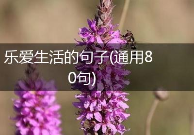 乐爱生活的句子(通用80句)