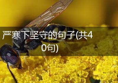 严寒下坚守的句子(共40句)