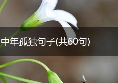 中年孤独句子(共60句)