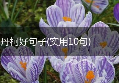 丹柯好句子(实用10句)